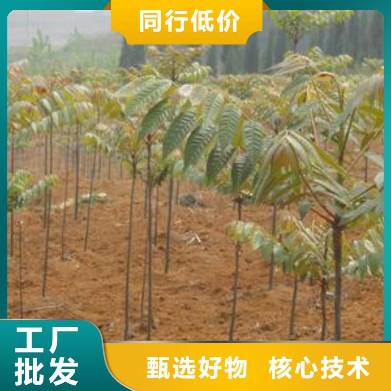 香椿苗,板栗苗支持货到付清同城货源