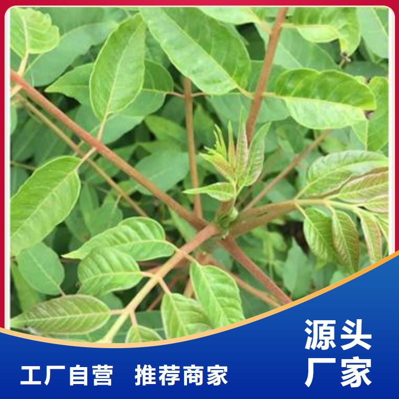 香椿苗-桃树苗品质之选研发生产销售