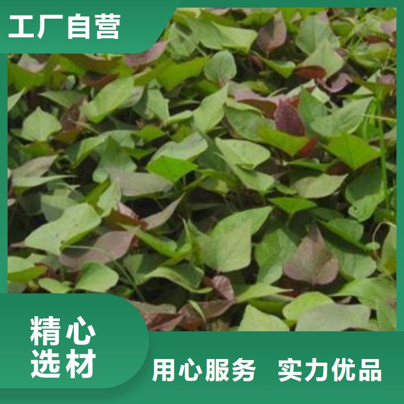 紫地瓜苗供应现货采购