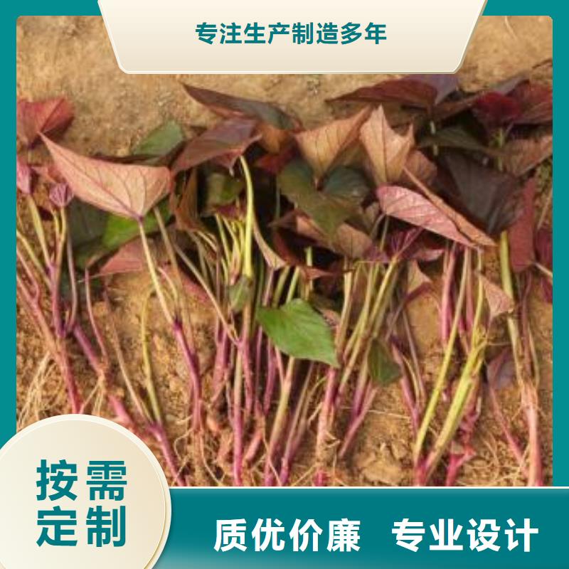 紫薯种子哪里有卖的每一处都是匠心制作
