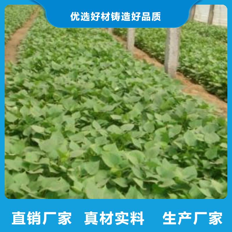 紫薯苗子销售高质量高信誉