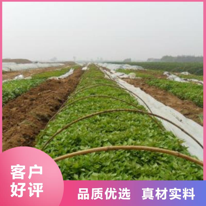紫薯苗（济黑2号）怎么培育优良工艺