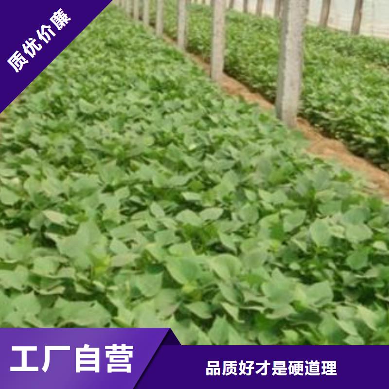 紫地瓜苗子什么时候种同城生产商