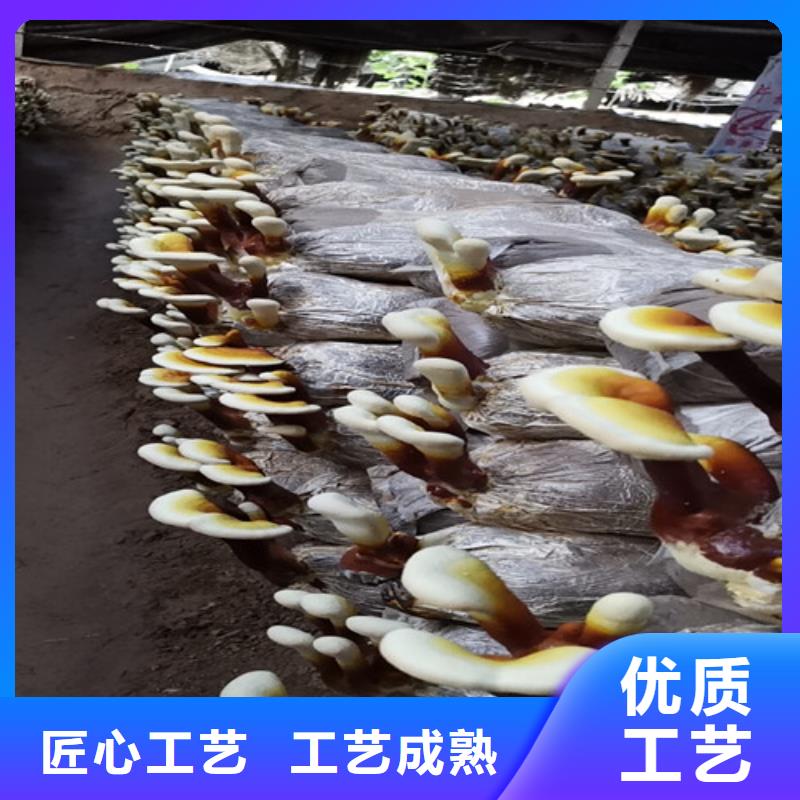 灵芝孢子粉灵芝品质做服务质量牢靠