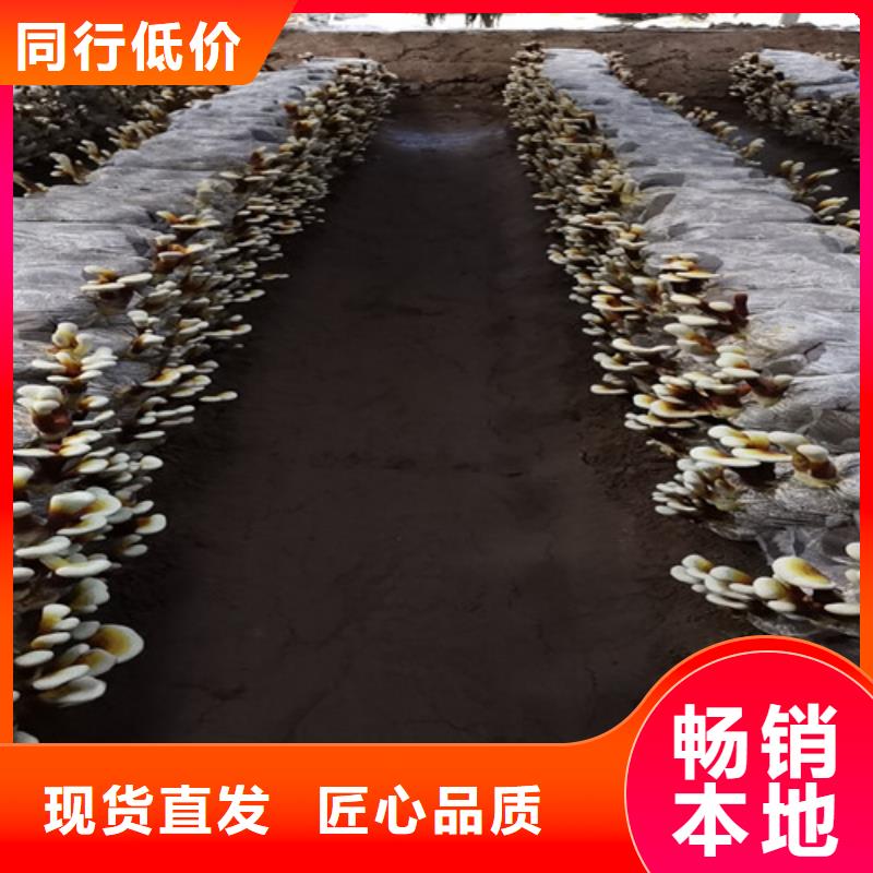 买灵芝粉必看-欢迎选购厂家自营