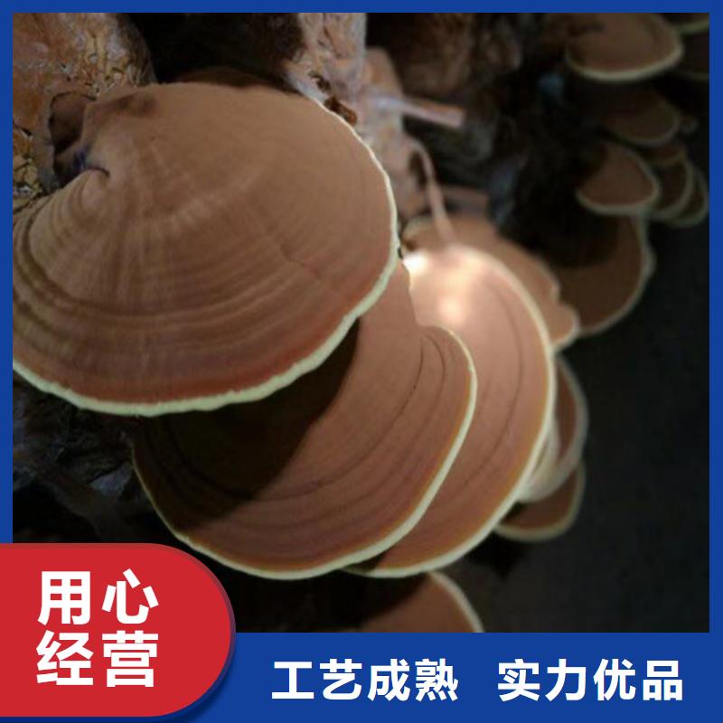 供应批发
孢子灵芝-口碑好现货销售