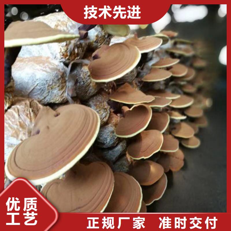 
孢子灵芝-
孢子灵芝厂家直发让客户买的放心