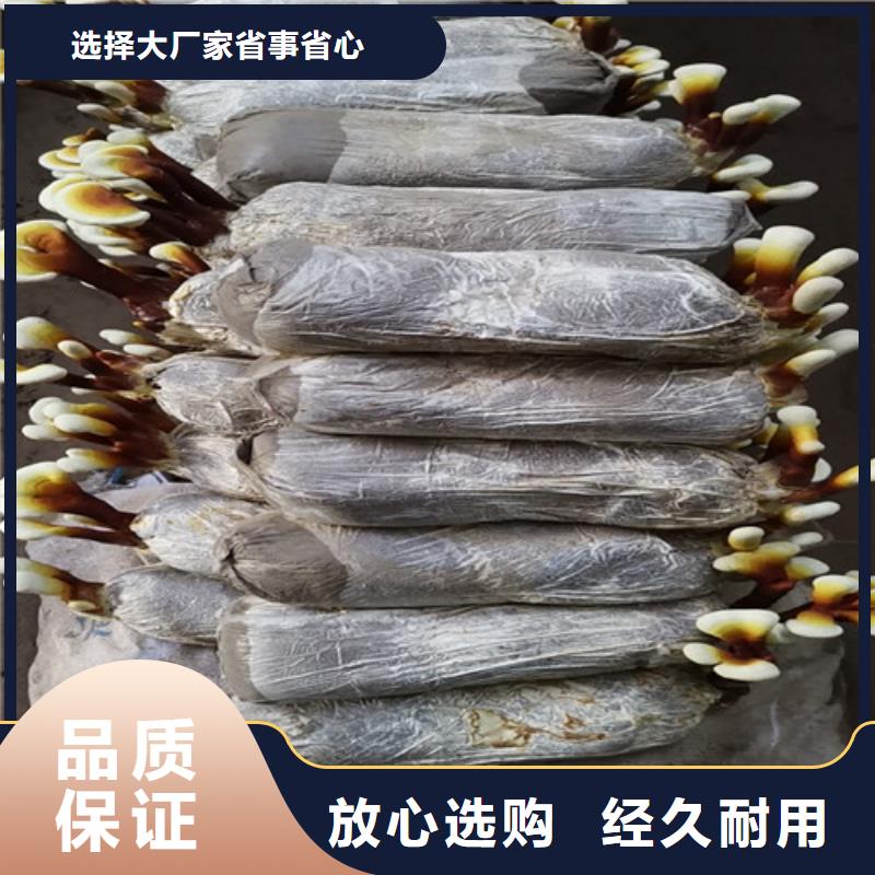 加工定制
灵芝粉
厂家自营