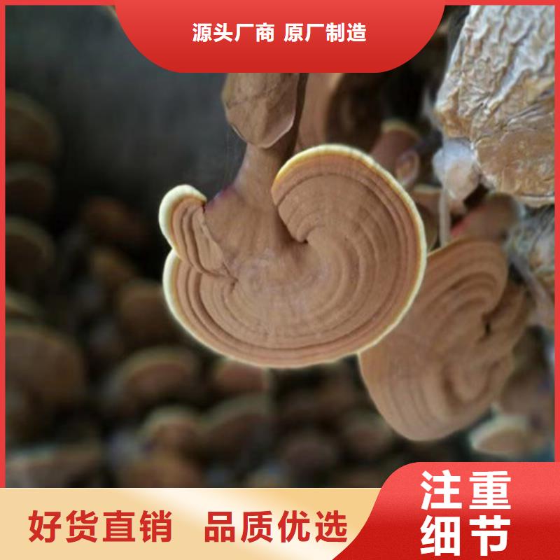 卖破壁灵芝粉的销售厂家厂家工艺先进