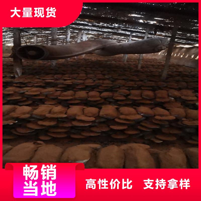 经验丰富的
灵芝超细粉生产厂家实力见证
