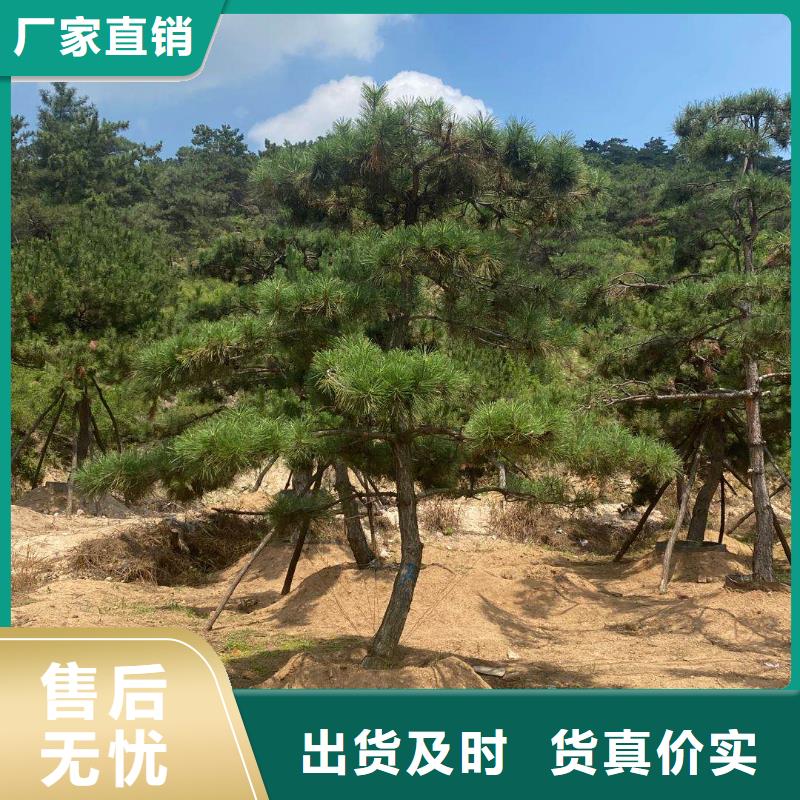 为您提供造型景观松厂家工厂直供