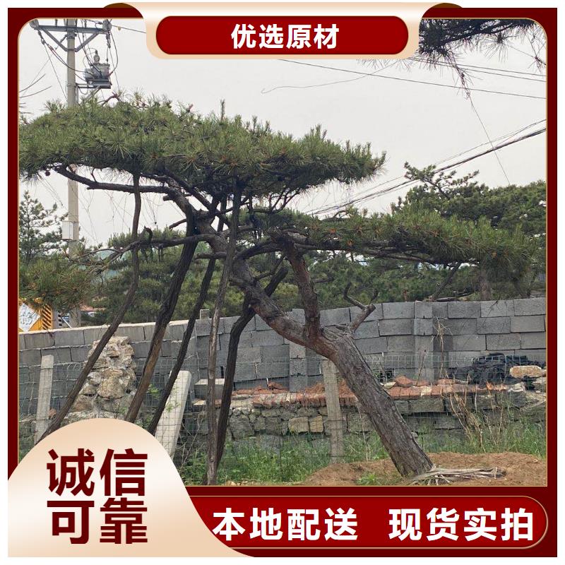 买黑松必看-售后保证货源直供