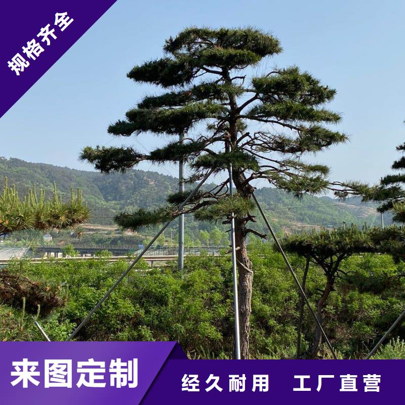 造型景松购买快捷物流