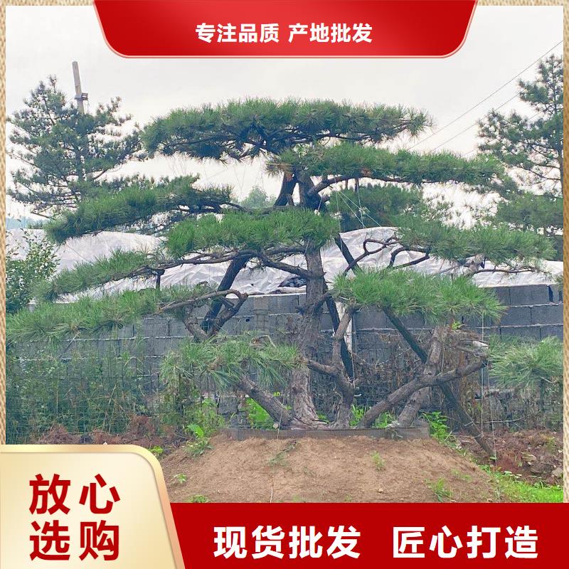  造型松可零售可批发当地公司