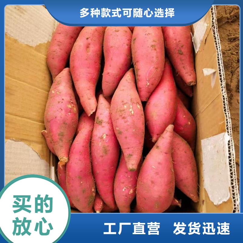 红薯苗（西瓜红）报价自营品质有保障