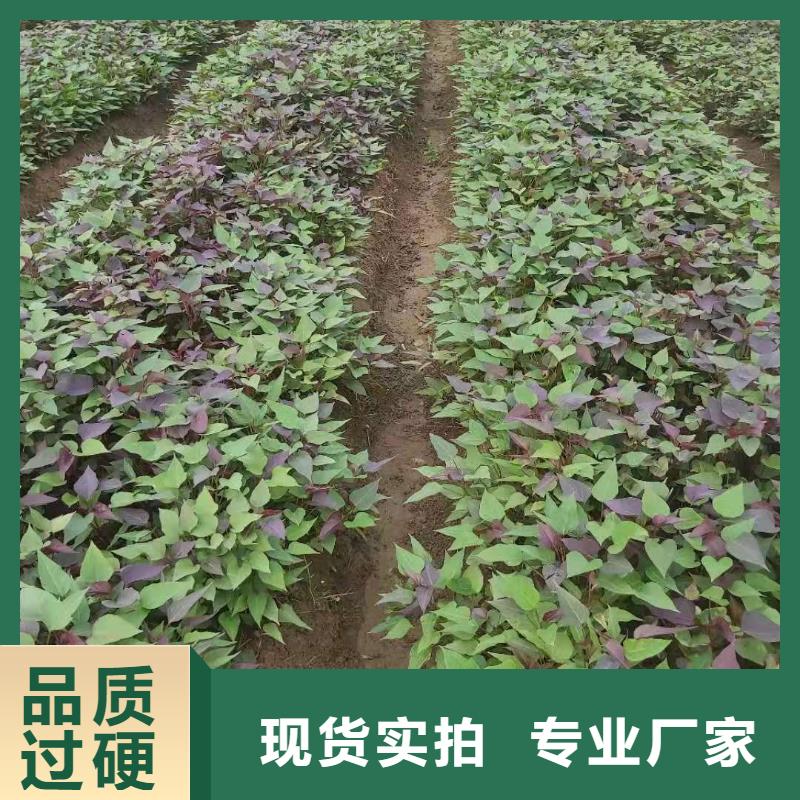 紫薯种子电话低价货源
