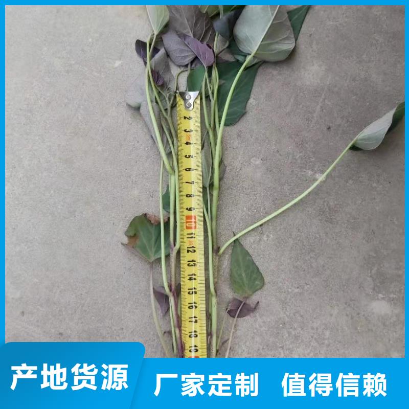 紫薯苗红薯粉厂家实力商家本地货源