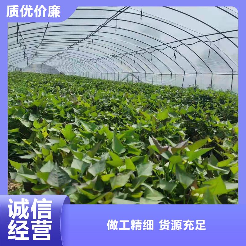 紫薯苗羽衣甘蓝粉值得信赖省心又省钱