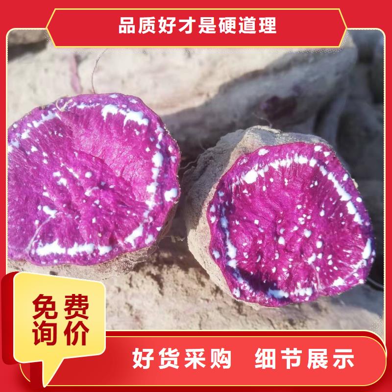 紫地瓜苗什么时候种颜色尺寸款式定制