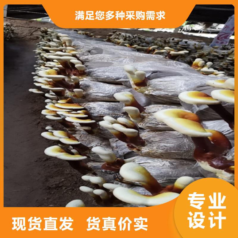 #灵芝白牙#欢迎来电咨询国标检测放心购买