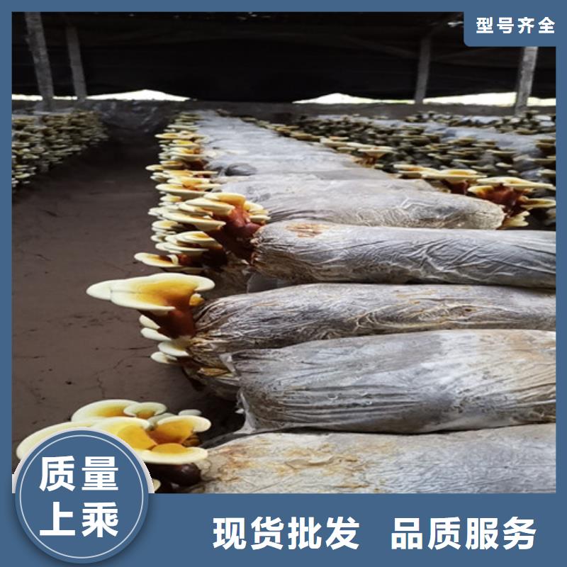 灵芝盆栽_灵芝盆栽生产品牌实力厂商