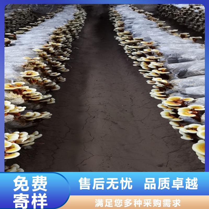 德阳
灵芝孢子粉广受好评