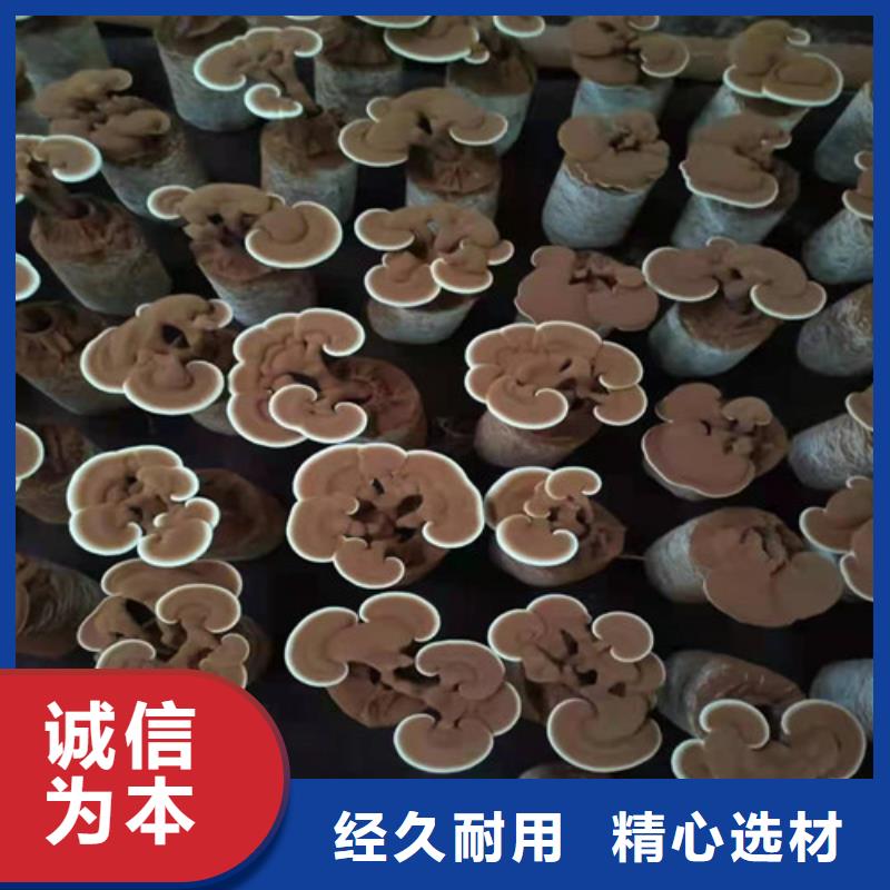 德阳灵芝孢子距您较近