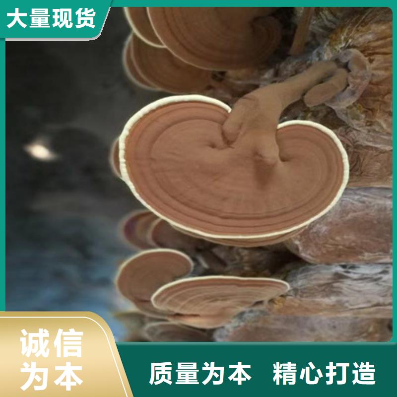 德阳灵芝孢子距您较近