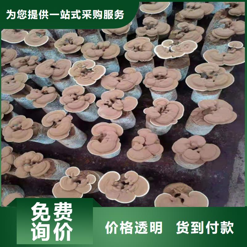 德阳灵芝孢子距您较近