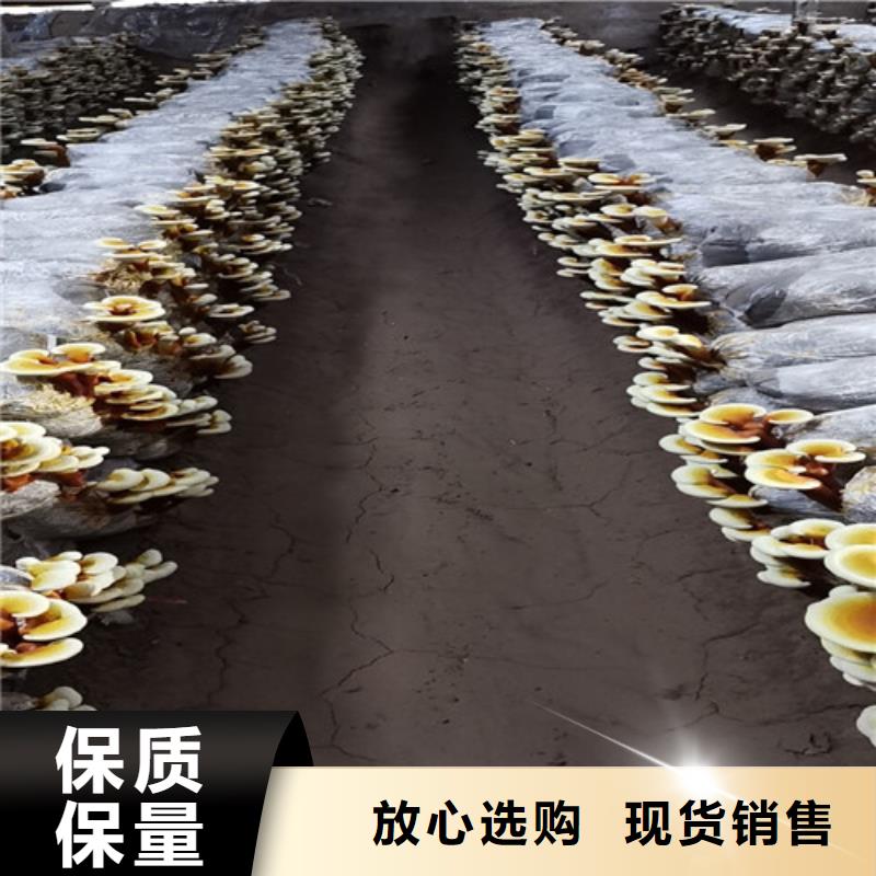 枣庄质量好的灵芝盆栽厂家