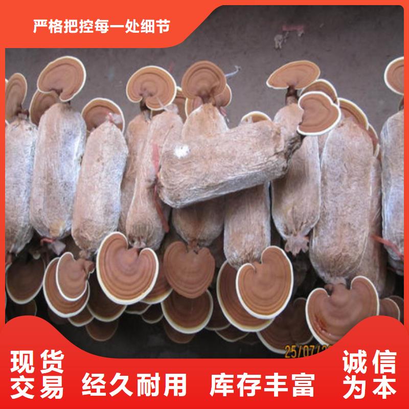 本地
灵芝粉厂家多种规格库存充足
