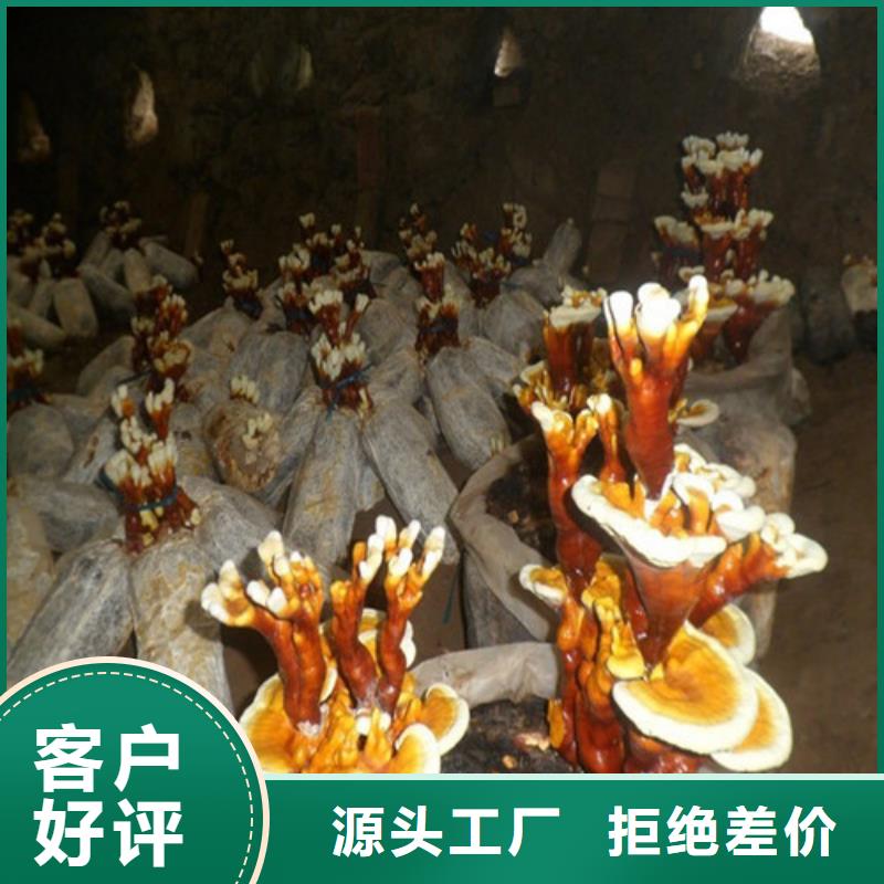 厂家批发灵芝价格优惠本地公司