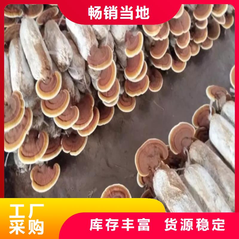 
灵芝超细粉-复购率高当地厂家