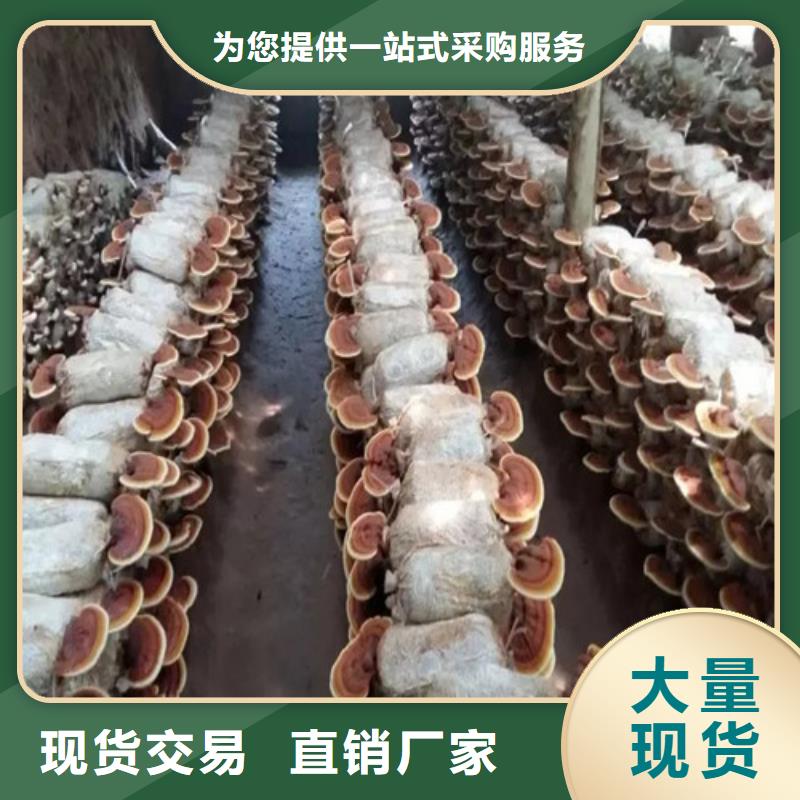 
孢子灵芝促销用心制作