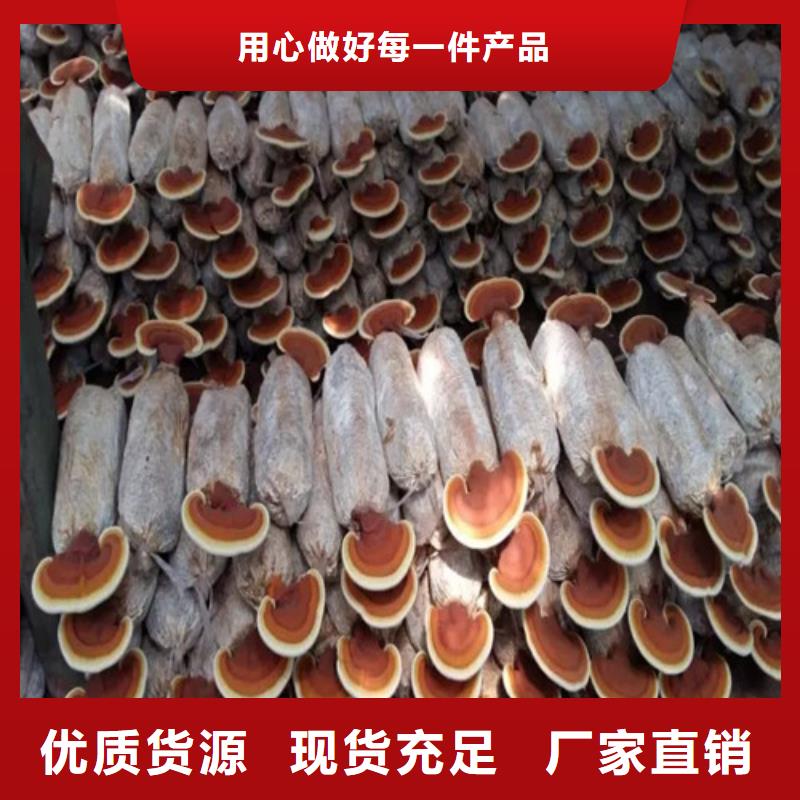 优选：
灵芝孢子粉批发商产品性能