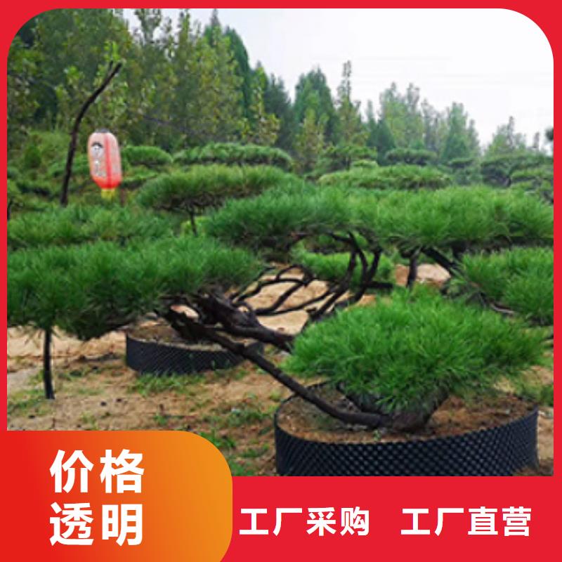 造型松【造型松价格】客户满意度高就近发货