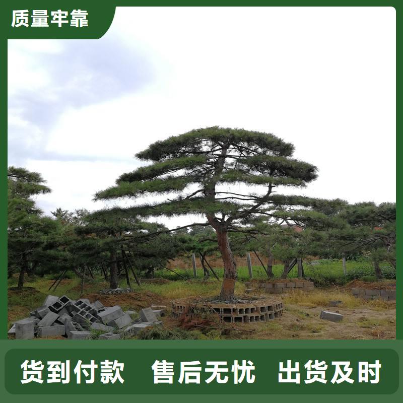 造型松造型松基地实力优品同城经销商