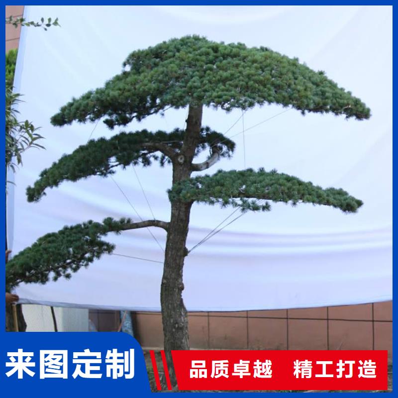 平顶松批发厂家价格优惠好货采购