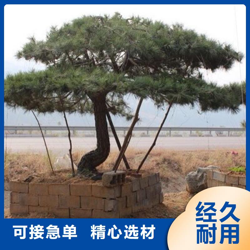 黑松随时发货快源头厂家来图定制