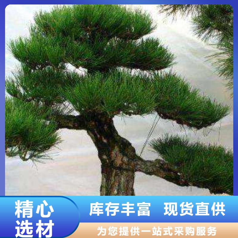 造型松造型池松源头厂家来图定制当地生产商