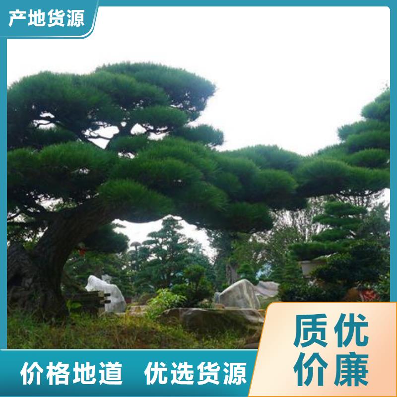 【造型松造型黑松品质之选】优选厂商