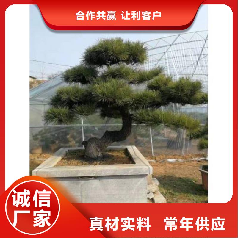 【造型松黑松省心又省钱】海量货源