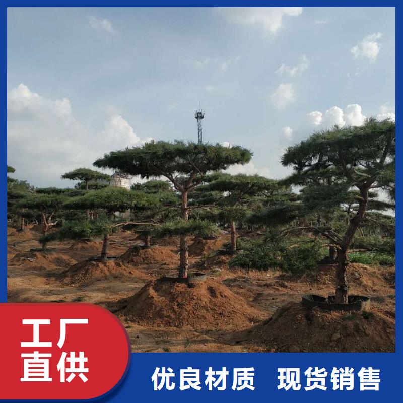 造型松-造型油松现货实拍多种工艺