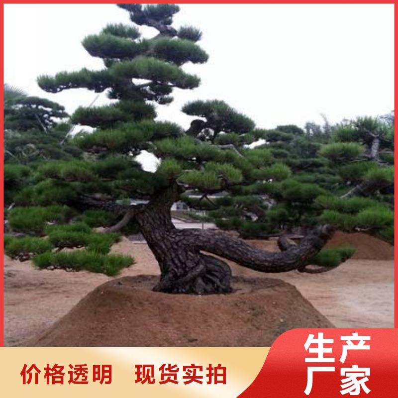 造型景观松-造型景观松批发极速发货