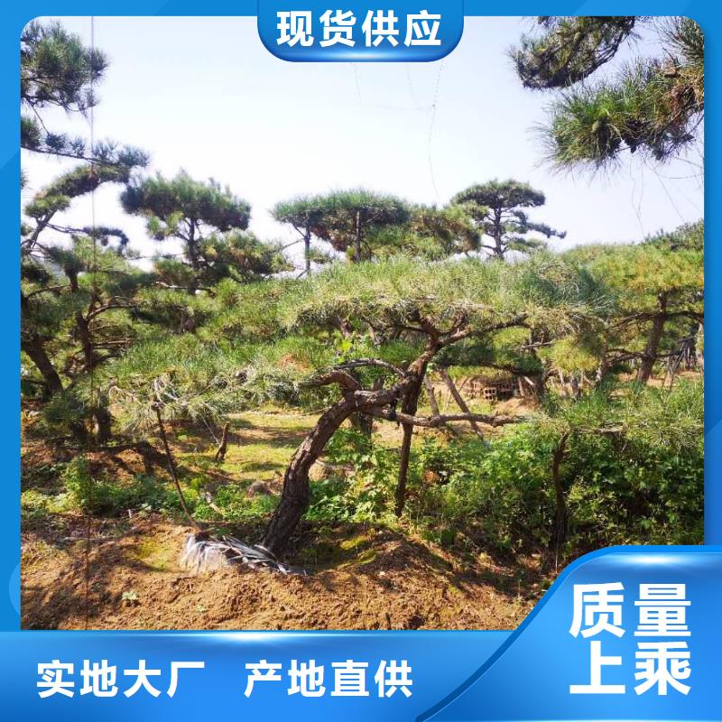  造型松好品质售后无忧高质量高信誉