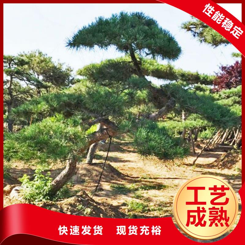 造型松-【造型油松】让利客户有实力有经验