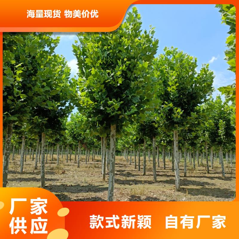 牡丹江20公分法桐质量保证法桐