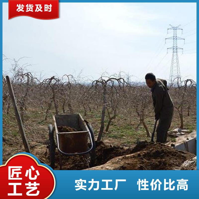 ​山东滨州沾化晒干鸡粪何处能买到严格把控质量