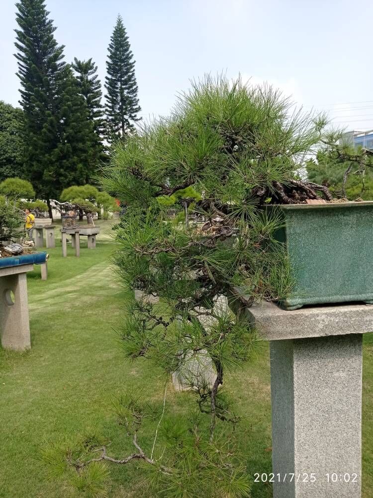 预拌流态固化土施工粉体固化剂报价现货充裕