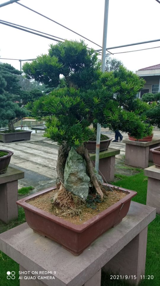 养殖水体污染治理景观水治理详情买的放心安兴用的舒心